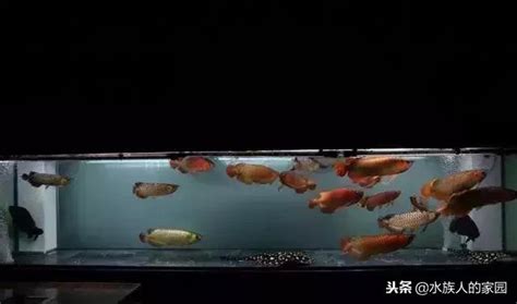 魚缸可以放財位嗎|風水師揭秘：魚缸位置有玄機